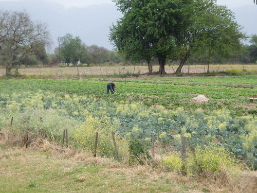 A farmer is attending to his crops.